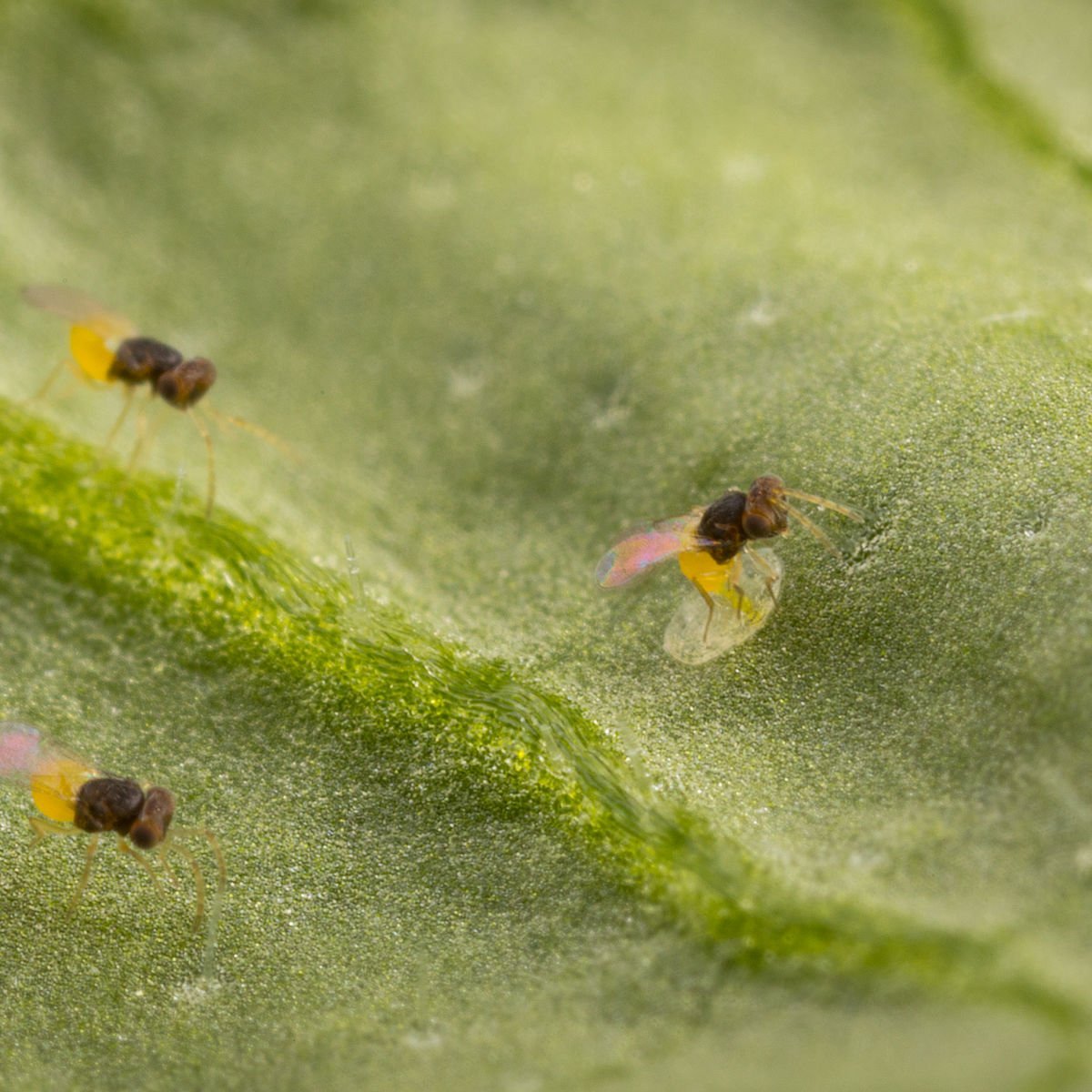 GrowersHouse Encarsia formosa - Control - Whitefly